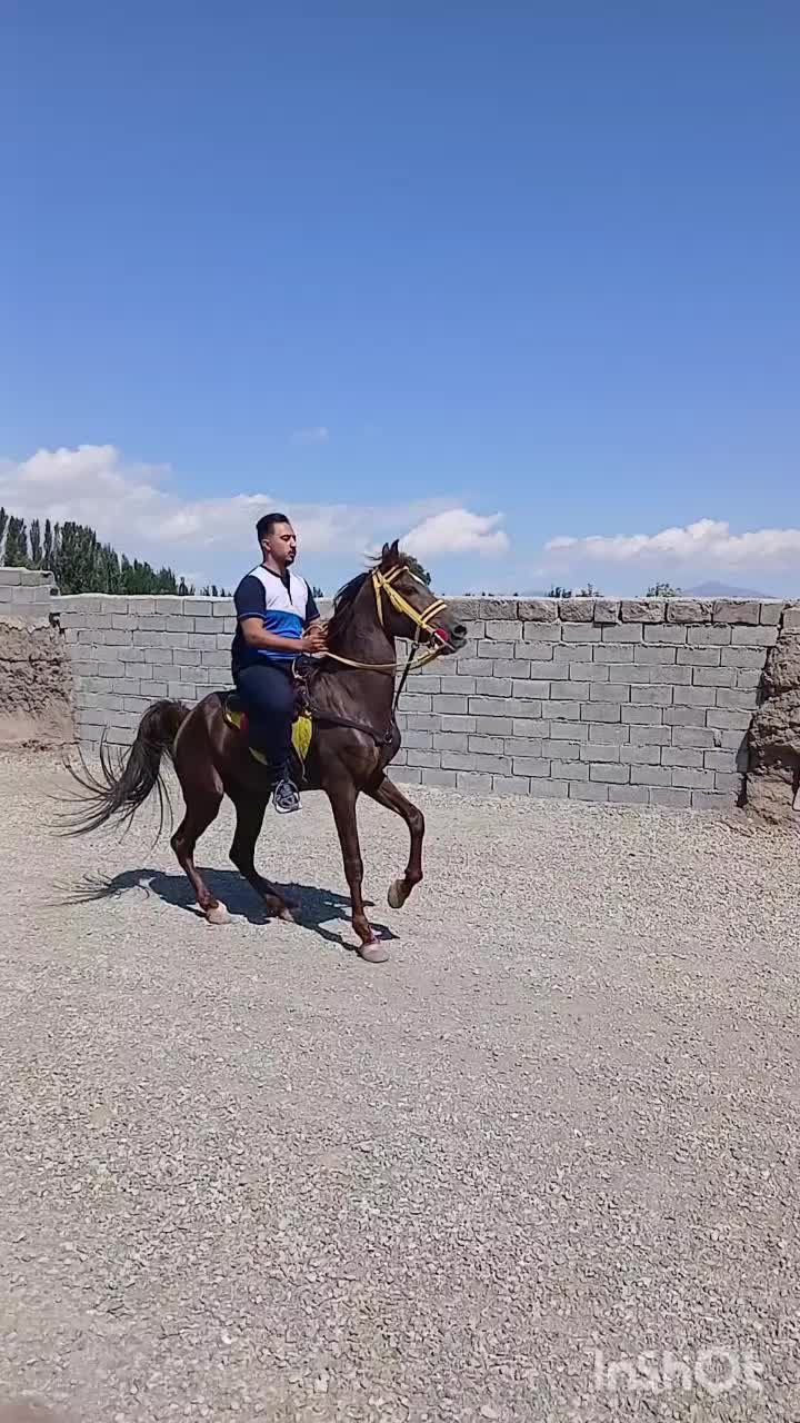 اسب دره شور فروشی|اسب و تجهیزات اسب‌سواری|فیرورق, |دیوار