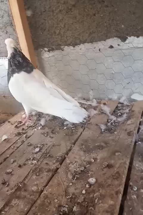 طوقی نر|پرنده|سنقر, |دیوار