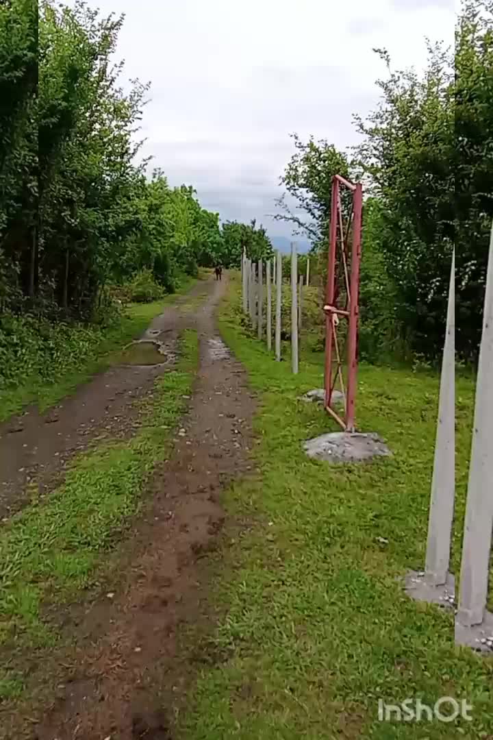 اسب خزر بازی گوش|حیوانات مزرعه|کومله, |دیوار