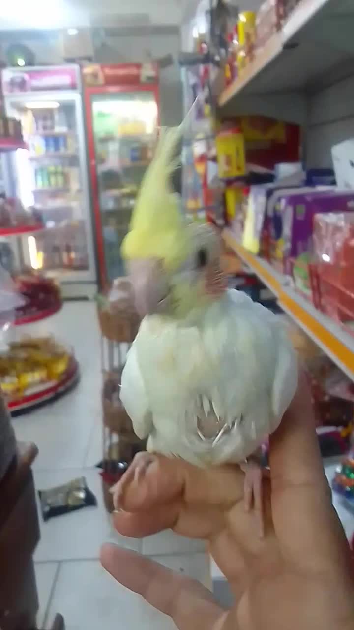 طوطی عروس سوپر رام لوتینو چشم شرابی|پرنده|بابل, |دیوار