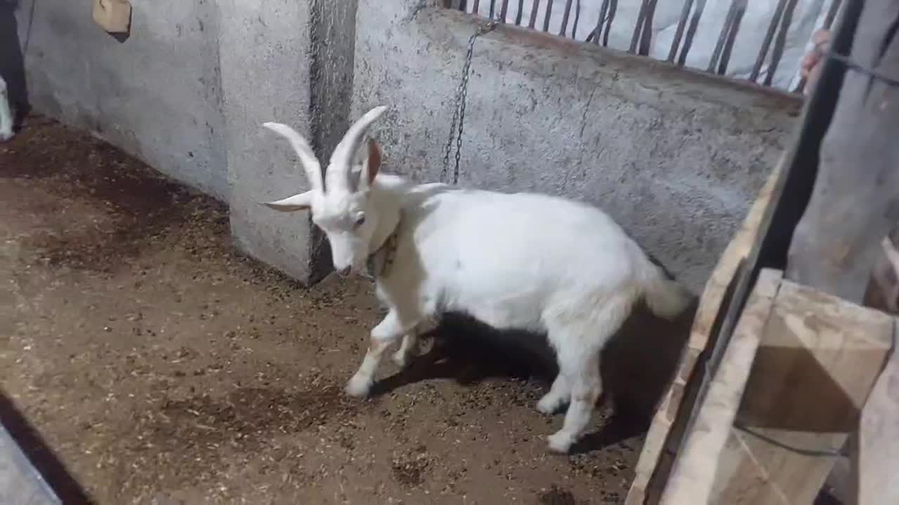 ماده چبش و نر چبش سانن|حیوانات مزرعه|علی‌آباد کتول, |دیوار