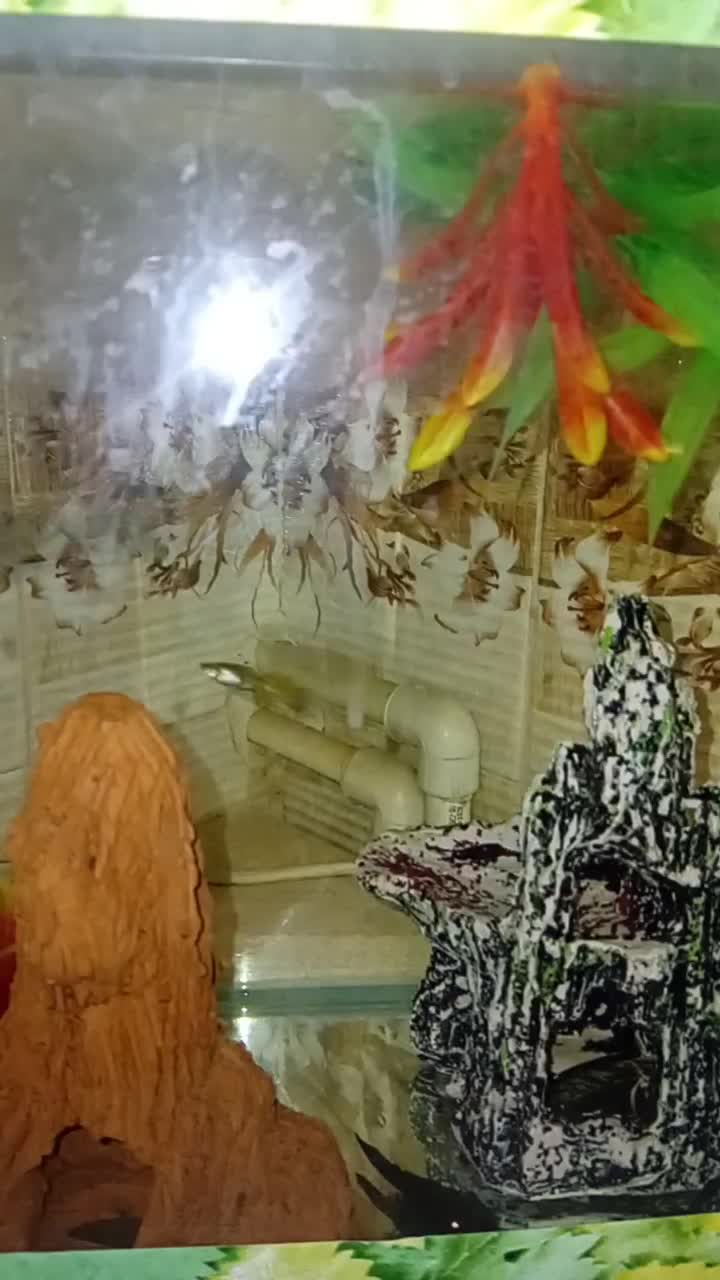 ماهی گوپی دونه ۲۰|ماهی|پاکدشت, پاکدشت (مامازند)|دیوار