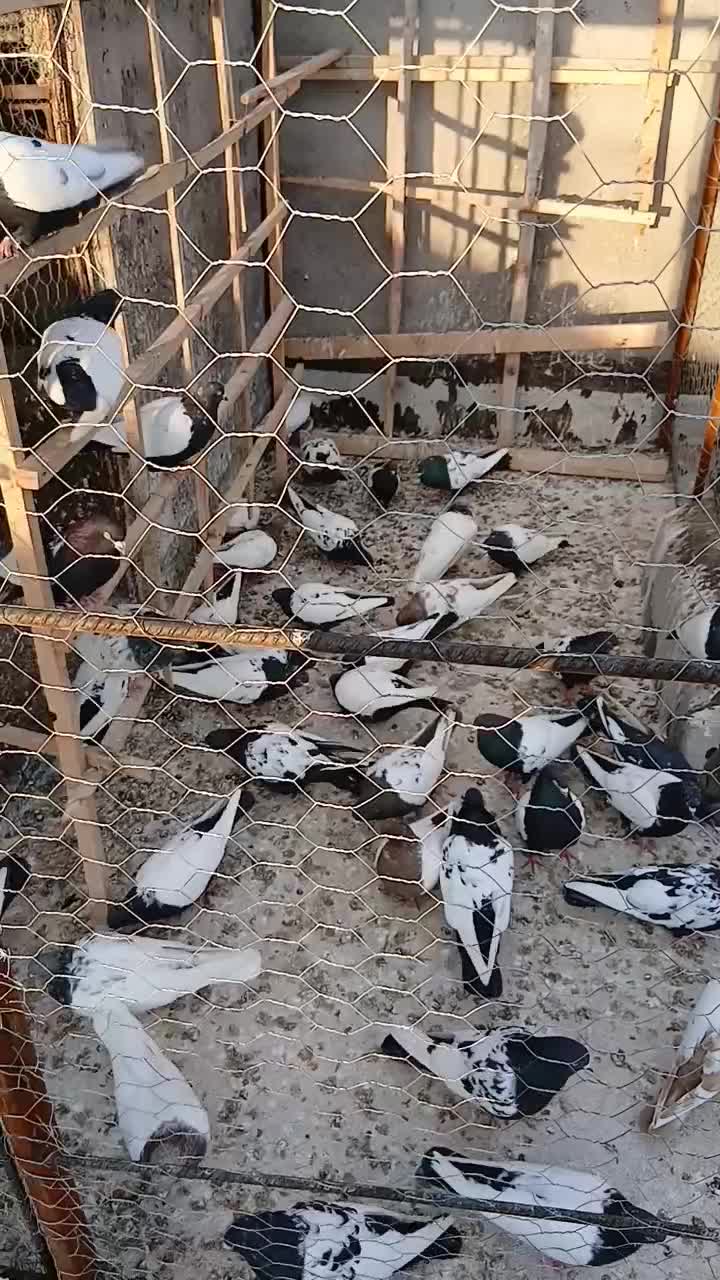 کبوتر|پرنده|میانه, |دیوار