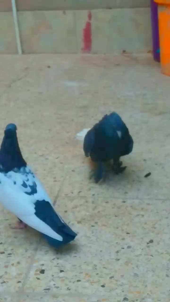 نرماده زاغ دمسفید|پرنده|کرمان, |دیوار