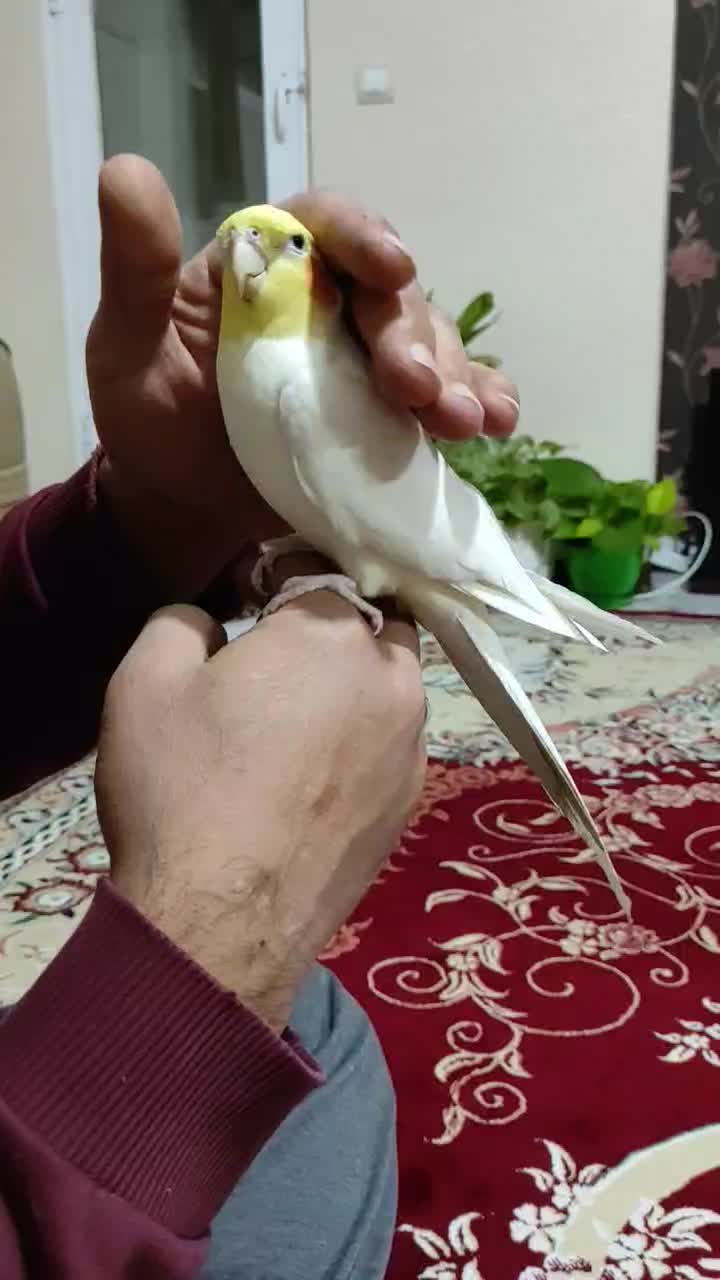 عروس هلندی لوتینو کاملا دستی و خونگی|پرنده|اصفهان, دهنو|دیوار