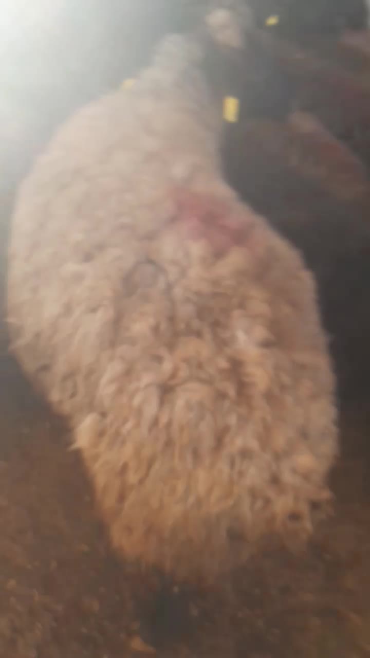 گوسفند|حیوانات مزرعه|خمین, |دیوار