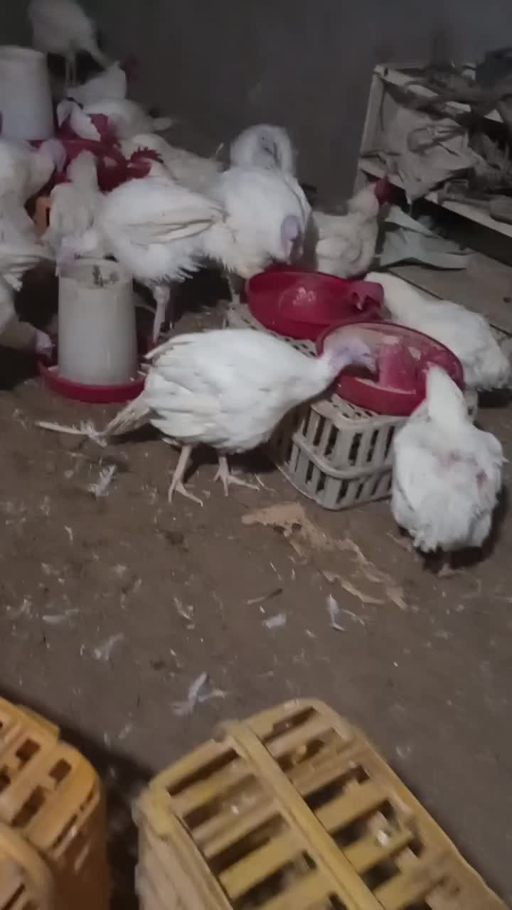 خروس مادر .مرغ و خروس گوشتی .بوقلمون گوشتی.غاز . |حیوانات مزرعه|محمدشهر, ولدآباد|دیوار