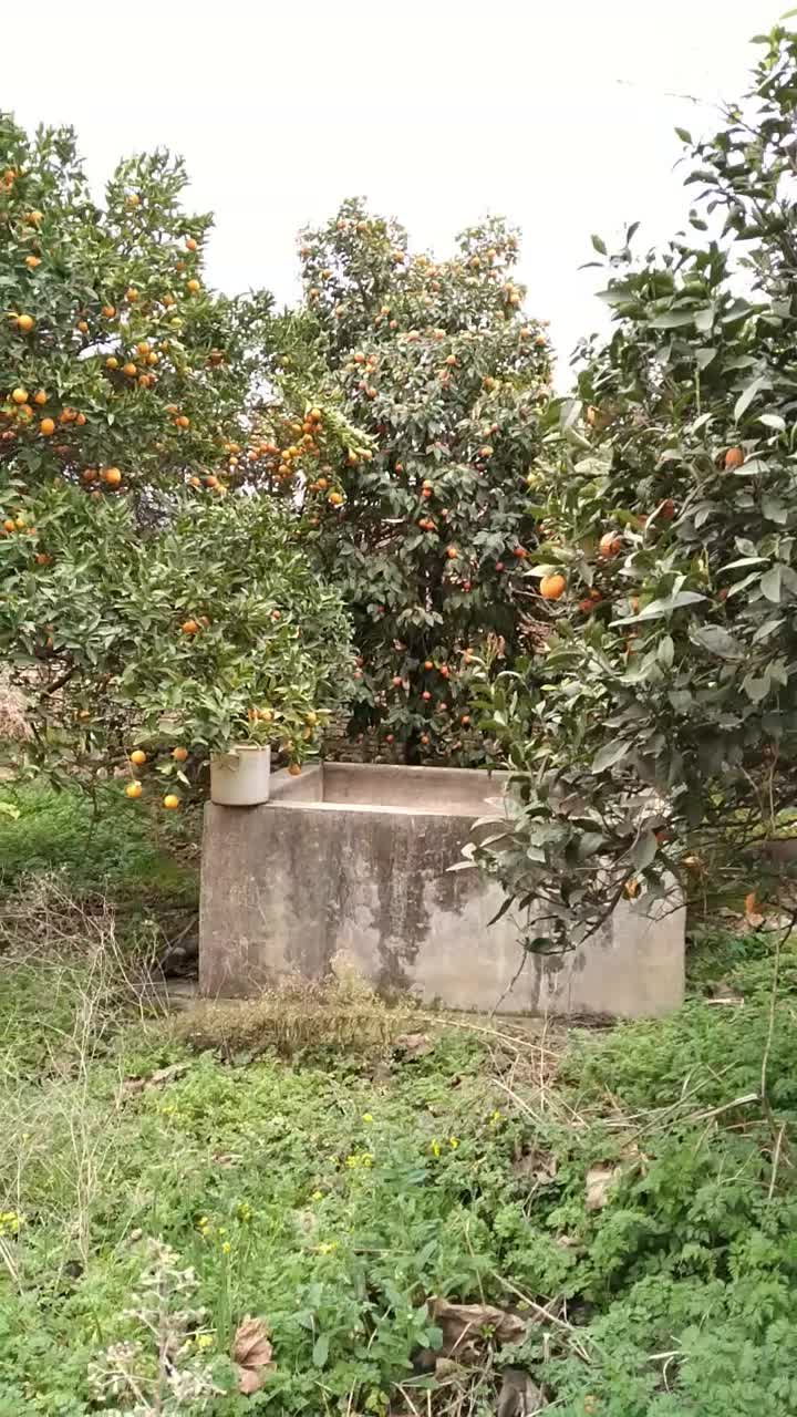 فروش یک قطعه زمین تجاری مسکونی به متراژ ۵۶۰ متر|فروش زمین و ملک کلنگی|خلیل شهر, |دیوار