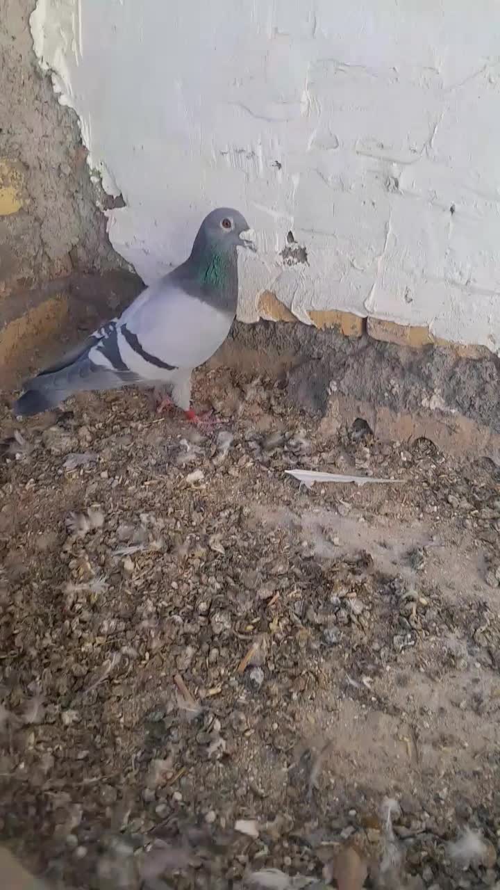 سبز آلمانی|پرنده|خواف, |دیوار