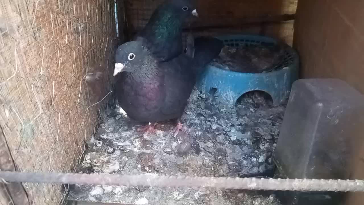 یک جفت زاغ چشم سیاه|پرنده|نرماشیر, |دیوار