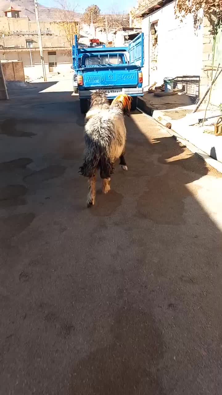 میش بز بره|حیوانات مزرعه|اردل, |دیوار