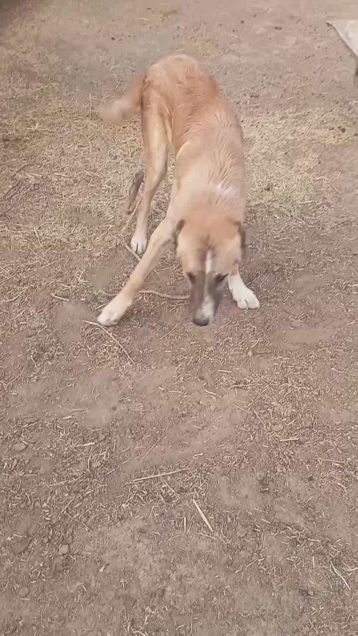 کوچک ۸ماه|سگ|تربت جام, میان جام|دیوار