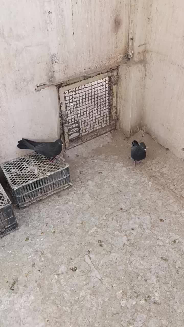 گفتر اصفهانی نر7عدد2عددماده|پرنده|برخوار, |دیوار