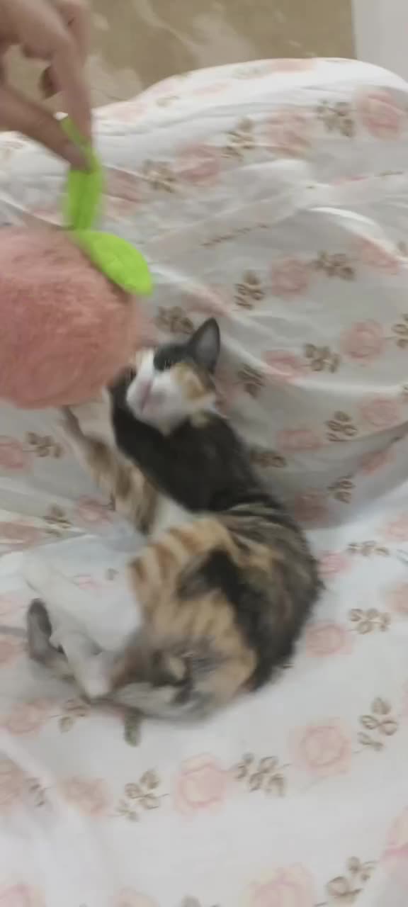 گربه نژاد DSH|گربه|تهران, سبلان (لشگر)|دیوار