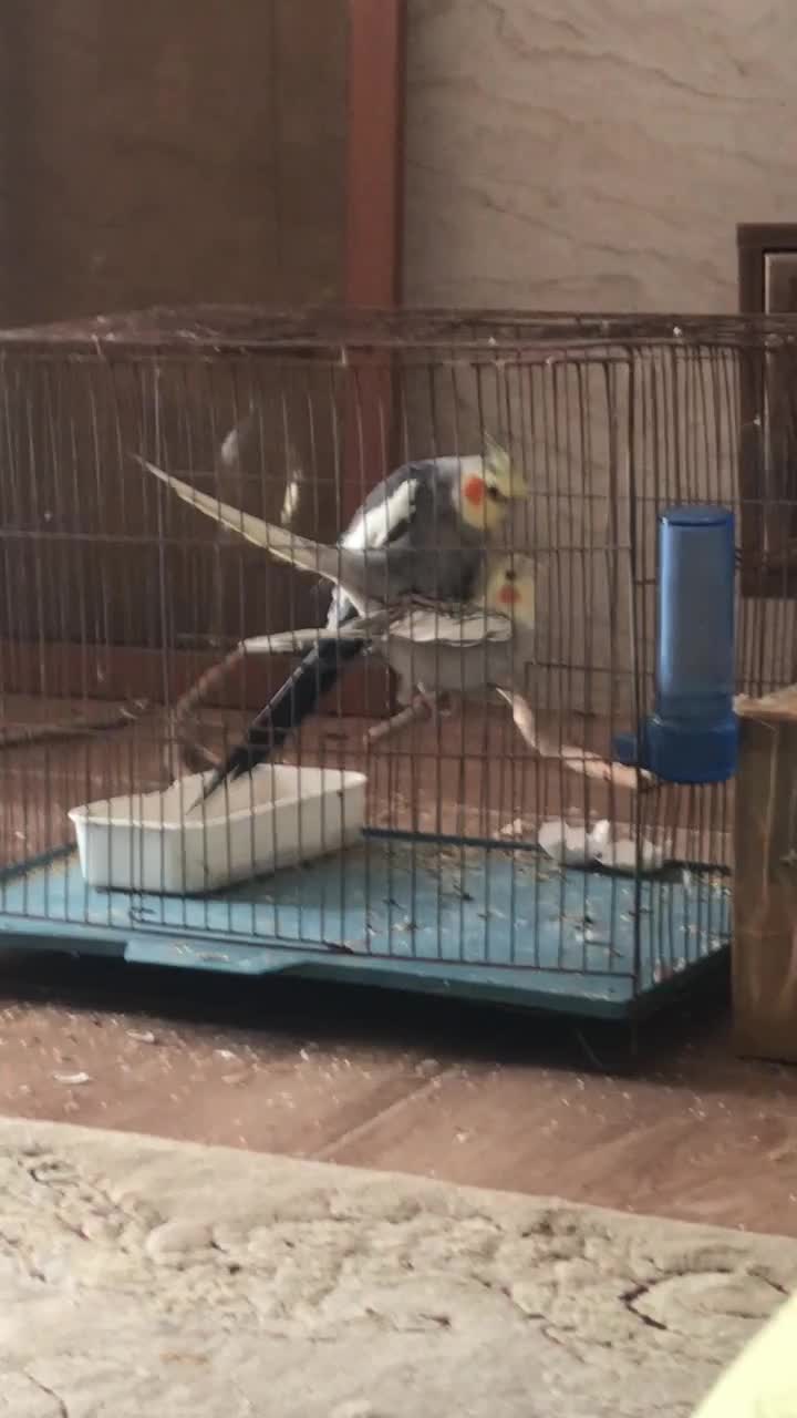 جفت اماده|پرنده|بندرعباس, |دیوار