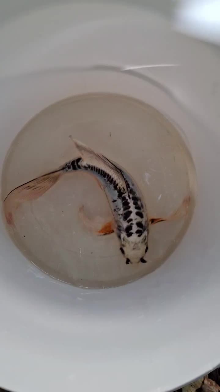 ماهی کوی بلو سوشویی سوپرباله ۲۵ سانتی|ماهی|شیراز, کرونی(خاتونک)|دیوار