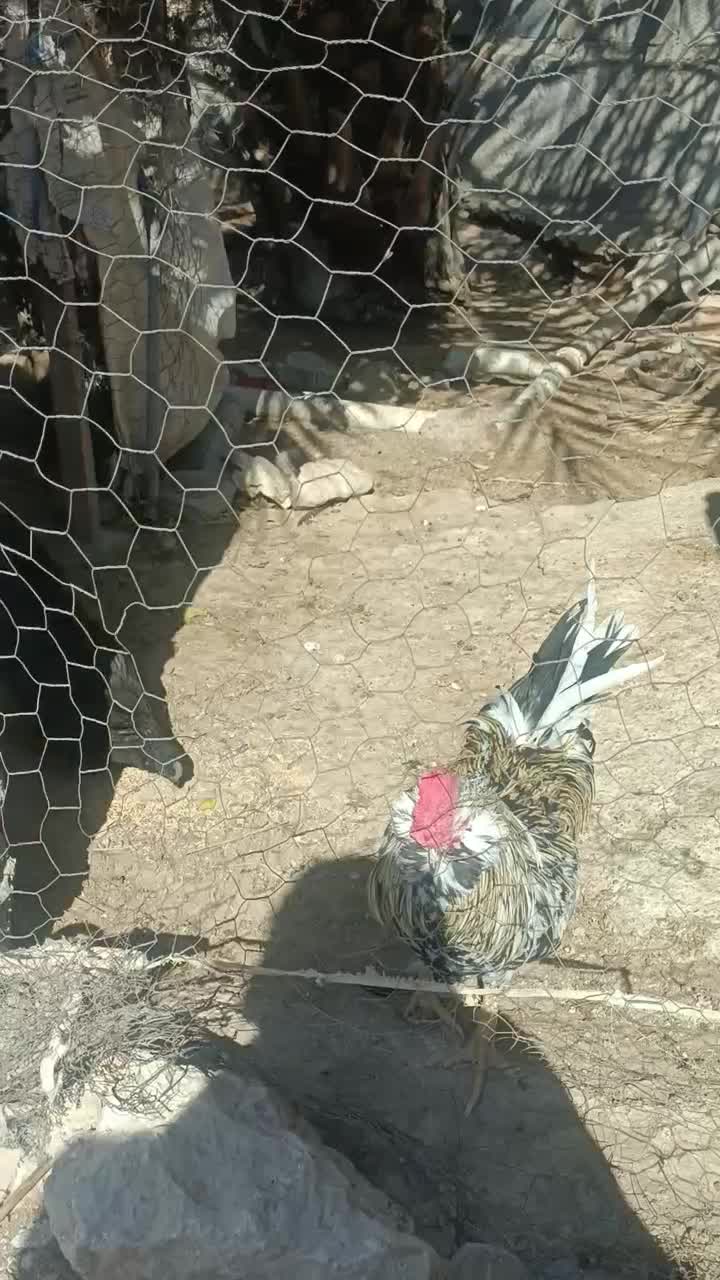 مرغ وخروس گلین اصل چهل تاج|حیوانات مزرعه|خورموج, |دیوار