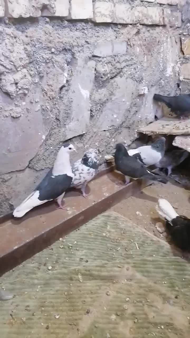 کفتر پرشی|پرنده|سبزوار, قاضی زاد|دیوار