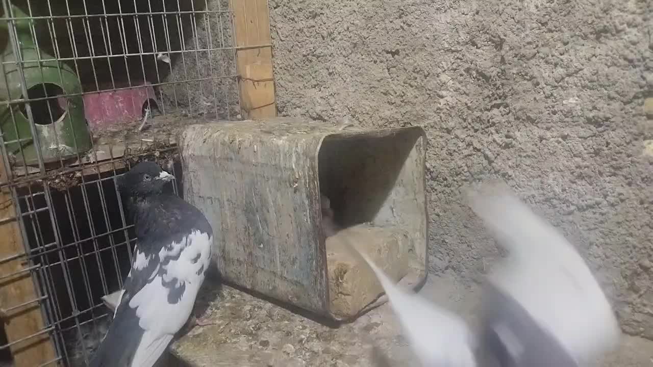 کبوتر|پرنده|شیراز, بید زرد|دیوار