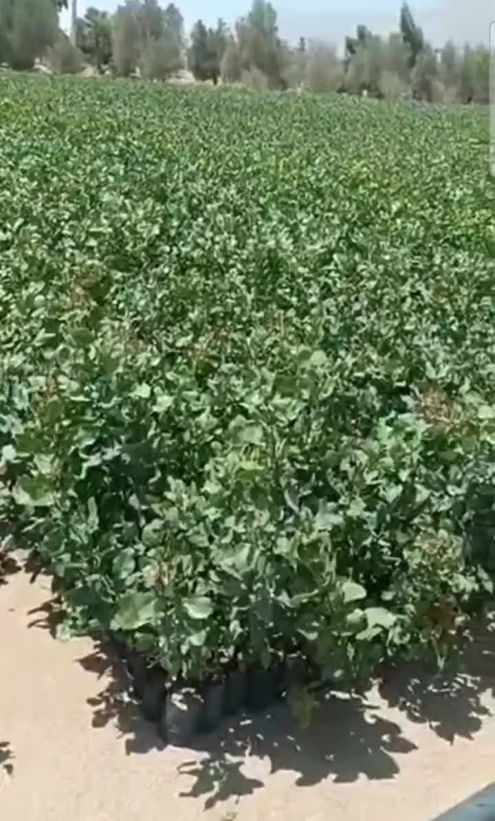 نهال پسته و نهالستان|خدمات باغبانی و درختکاری|تهران, پاسداران|دیوار