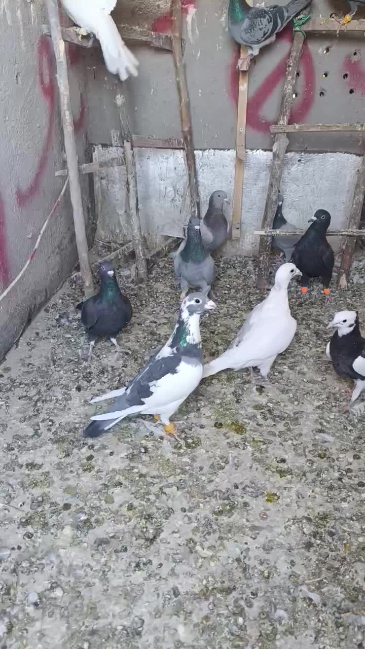 کفتر|پرنده|تاکستان, |دیوار