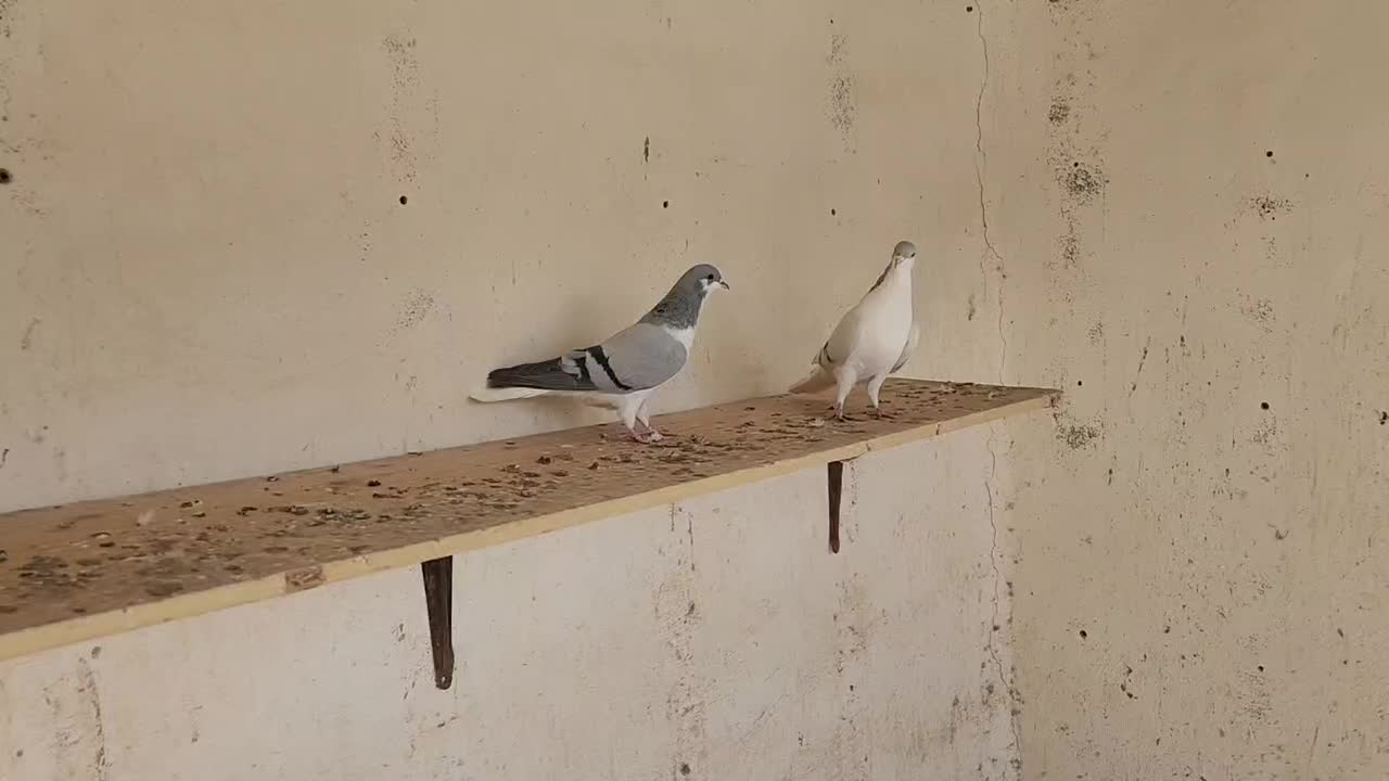 یک جفت بدرنگ|پرنده|محمدیه-قزوین, |دیوار