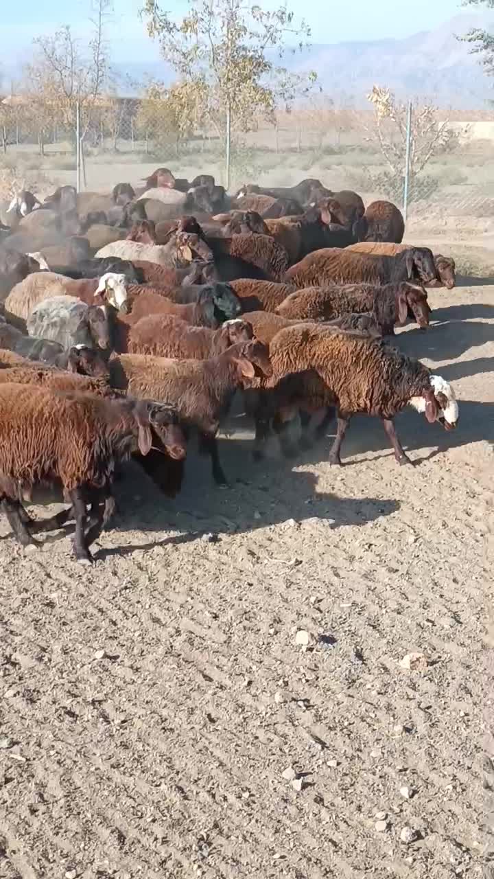 بره نر پروار|حیوانات مزرعه|باشتین, |دیوار