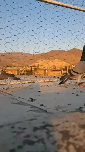 کفتر سبز پلاکی|پرنده|شیراز, کفترک|دیوار
