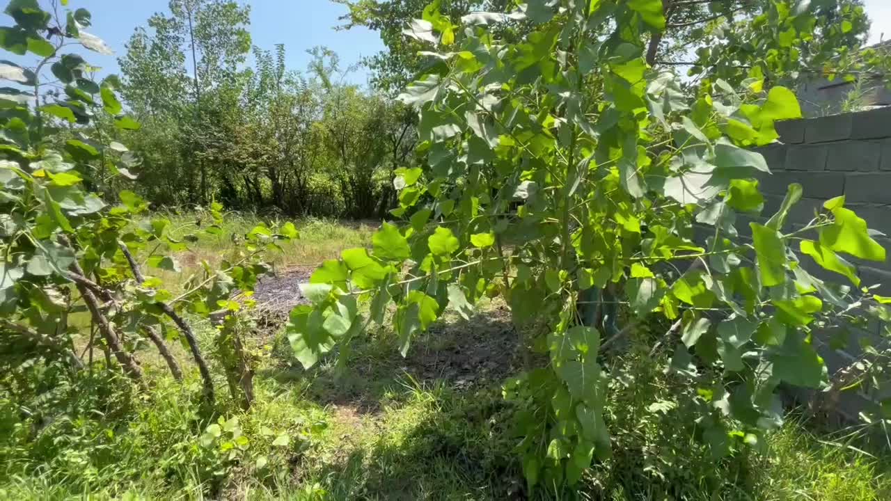 زمین۳۷۷مترمسکونی/مدارک سندتکبرگ/اشمان کماچال|فروش زمین و ملک کلنگی|آستانه اشرفیه, |دیوار