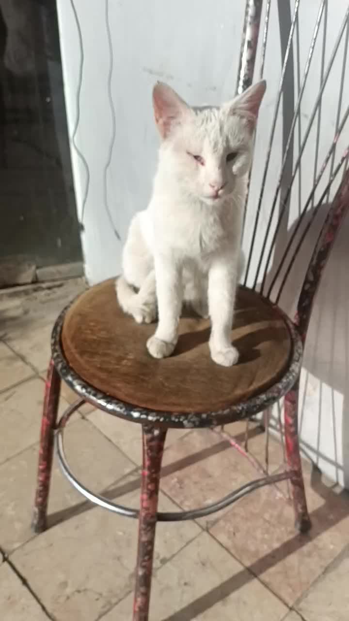 گربه فروشی خونه کی|گربه|زبرخان, |دیوار