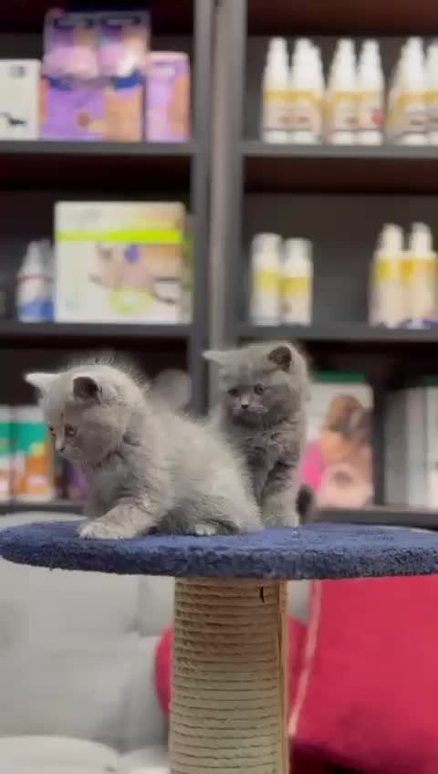 پت شاپ مارال(اسکاتیش، بریتیش ،نژادهای وارداتی)|گربه|همدان, |دیوار