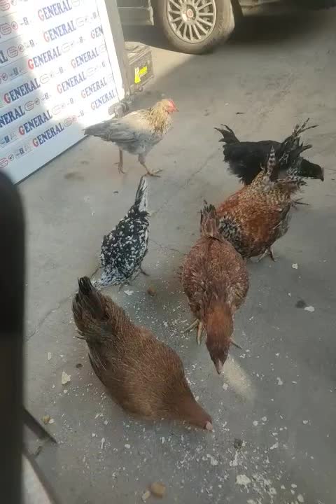 فروش مرغ و خروس محلی|حیوانات مزرعه|پاکدشت, پاکدشت (مامازند)|دیوار