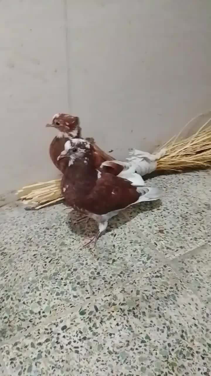 دوتا جوجه یکی گاشانی یکی دوم سفید|پرنده|خرمآباد, |دیوار