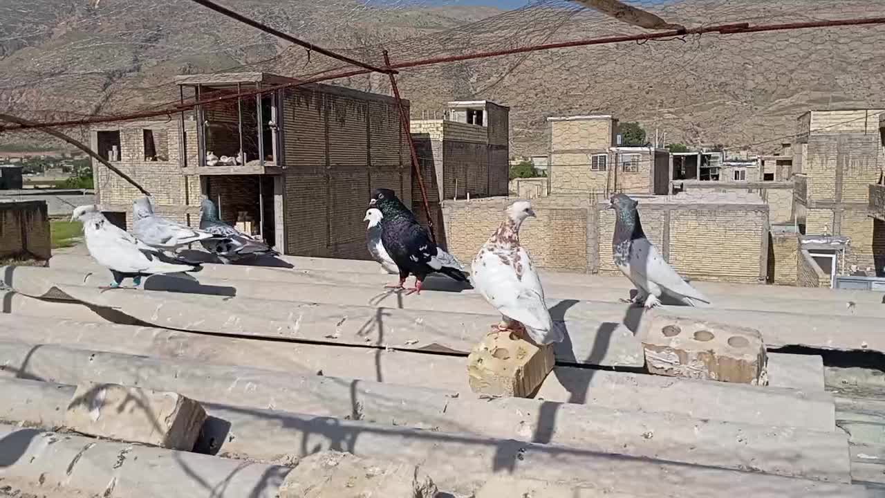 کبوتر|پرنده|شیراز, محمودآباد|دیوار