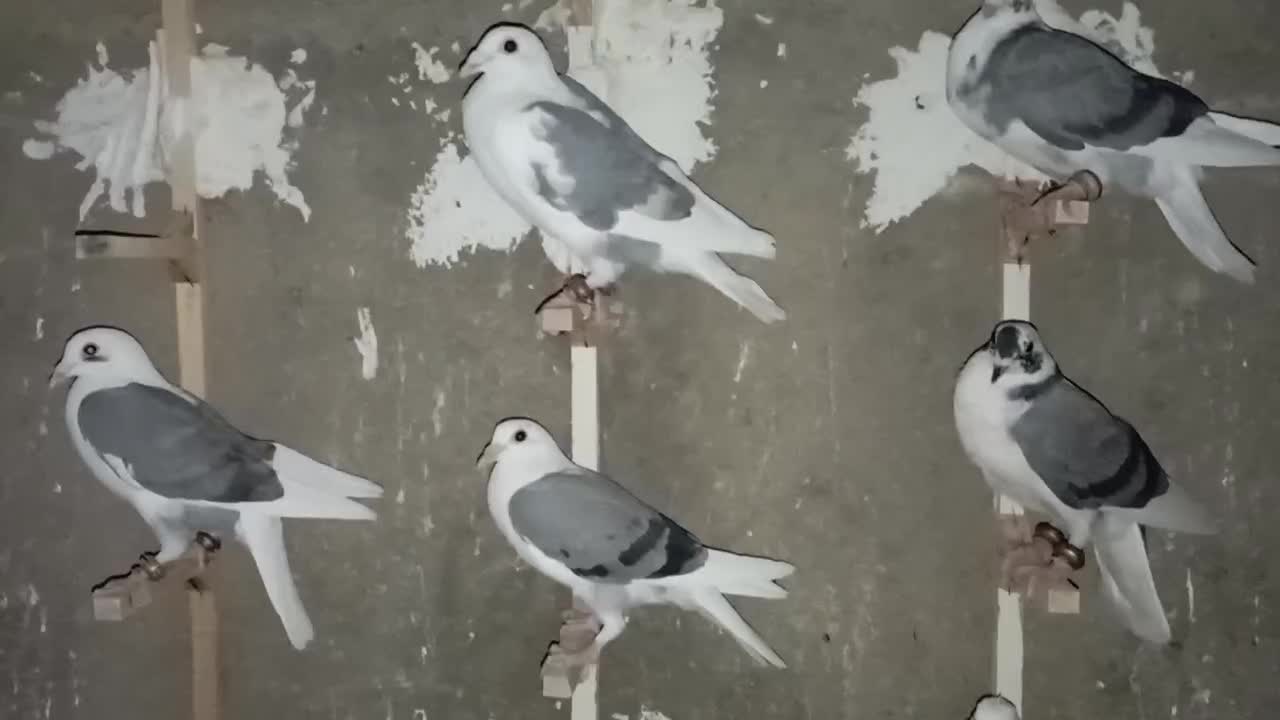 کبوتر کویتی گراف|پرنده|کاشمر, |دیوار