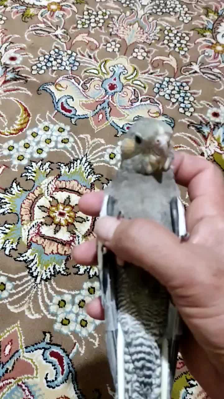 عروس هلندی سینامون|پرنده|زرقان, |دیوار