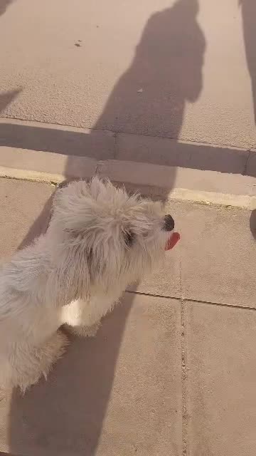 سگ سفید ۳ تومن|سگ|رباطکریم, رباطکریم|دیوار