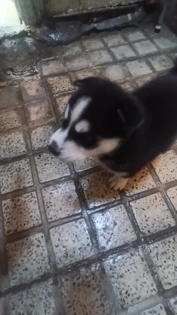 توله هاسکی نر|سگ|کرج, باغستان|دیوار