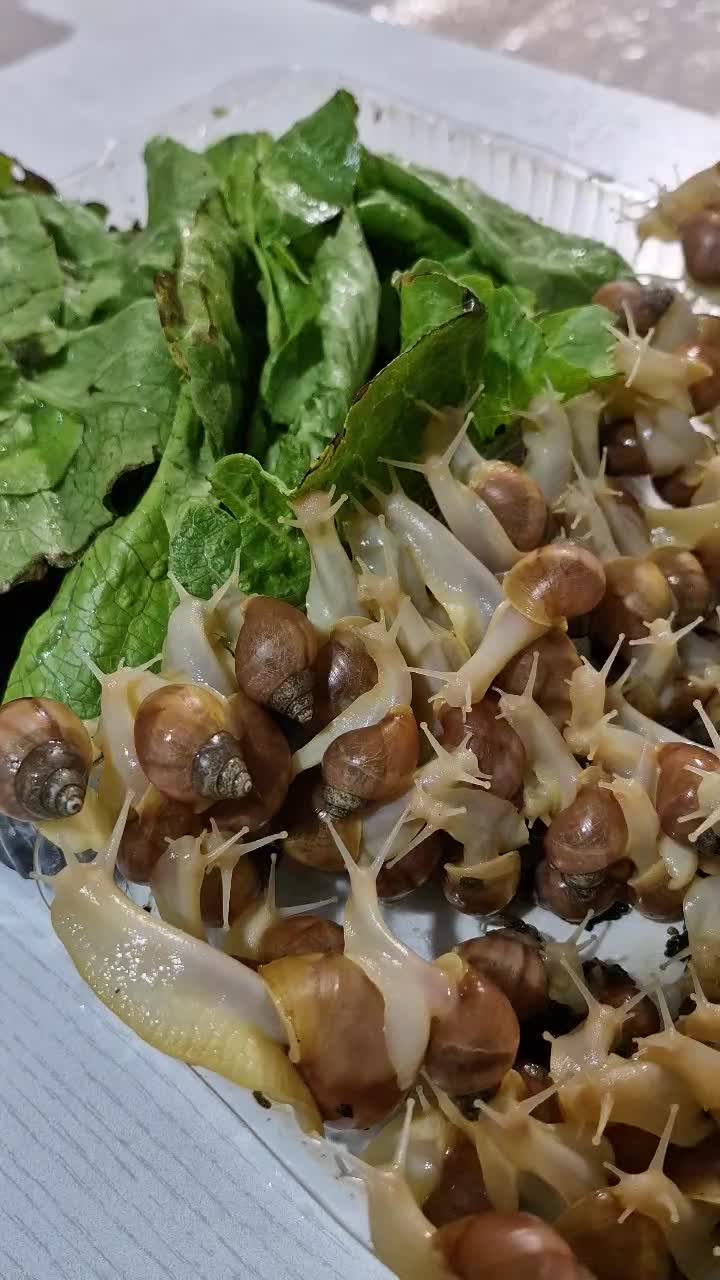 خاویار حلزون و حلزون (آچاتینا) کلاژنساز وطبی|آرایشی، بهداشتی، درمانی|اردبیل, |دیوار