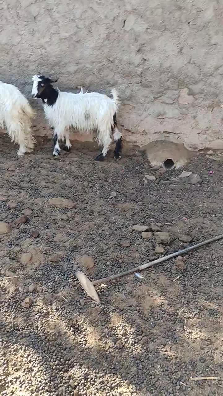 بیگ ماده|حیوانات مزرعه|مسجد سلیمان, |دیوار