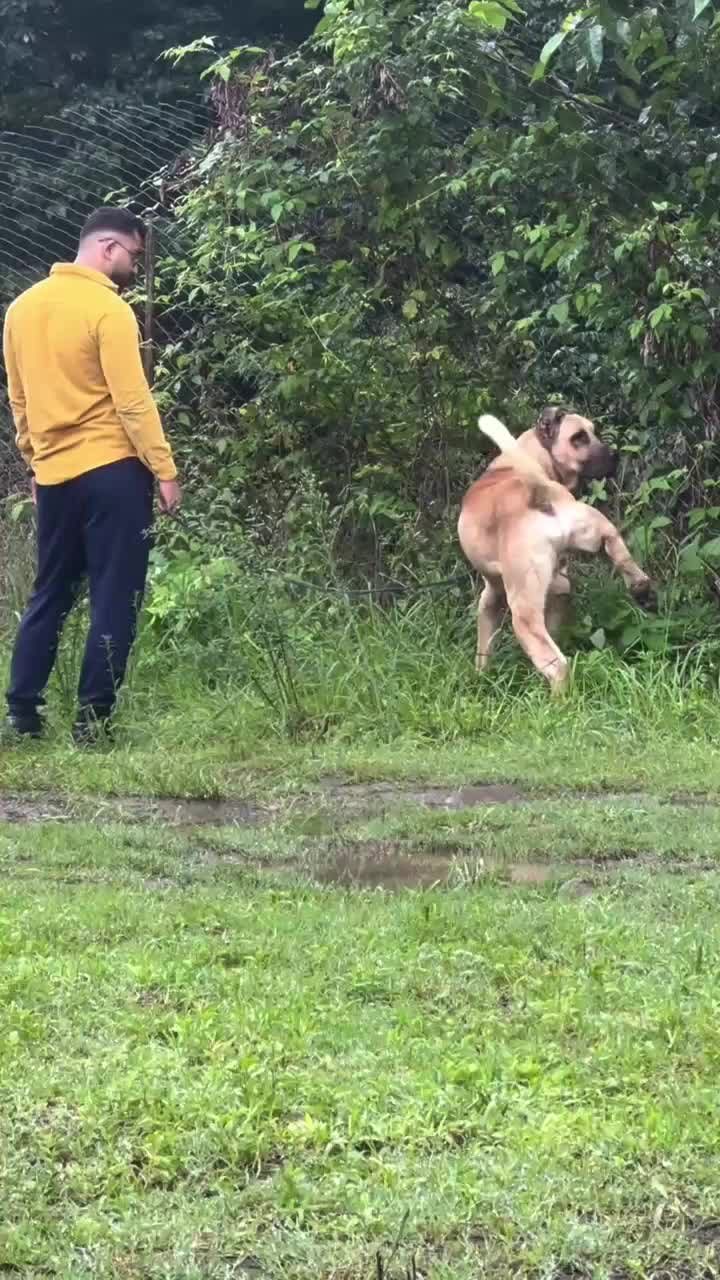 سگ سرابی|سگ|میلاجرد, |دیوار