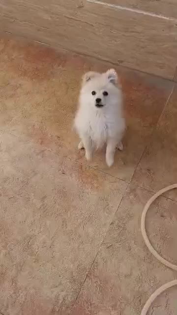 سگ عروسکی نژاد پامرانین|سگ|زاهدان, |دیوار