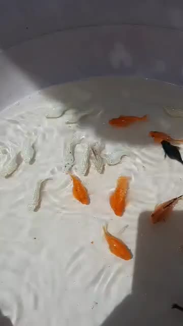 ماهی مولیگوپی میگوسوارترزبراکالربریچاردی مزرعه آبی|ماهی|یزد, |دیوار