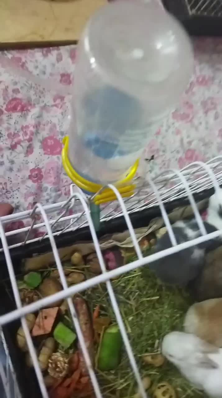 خرگوش|موش و خرگوش|تهران, جوادیه تهرانپارس|دیوار