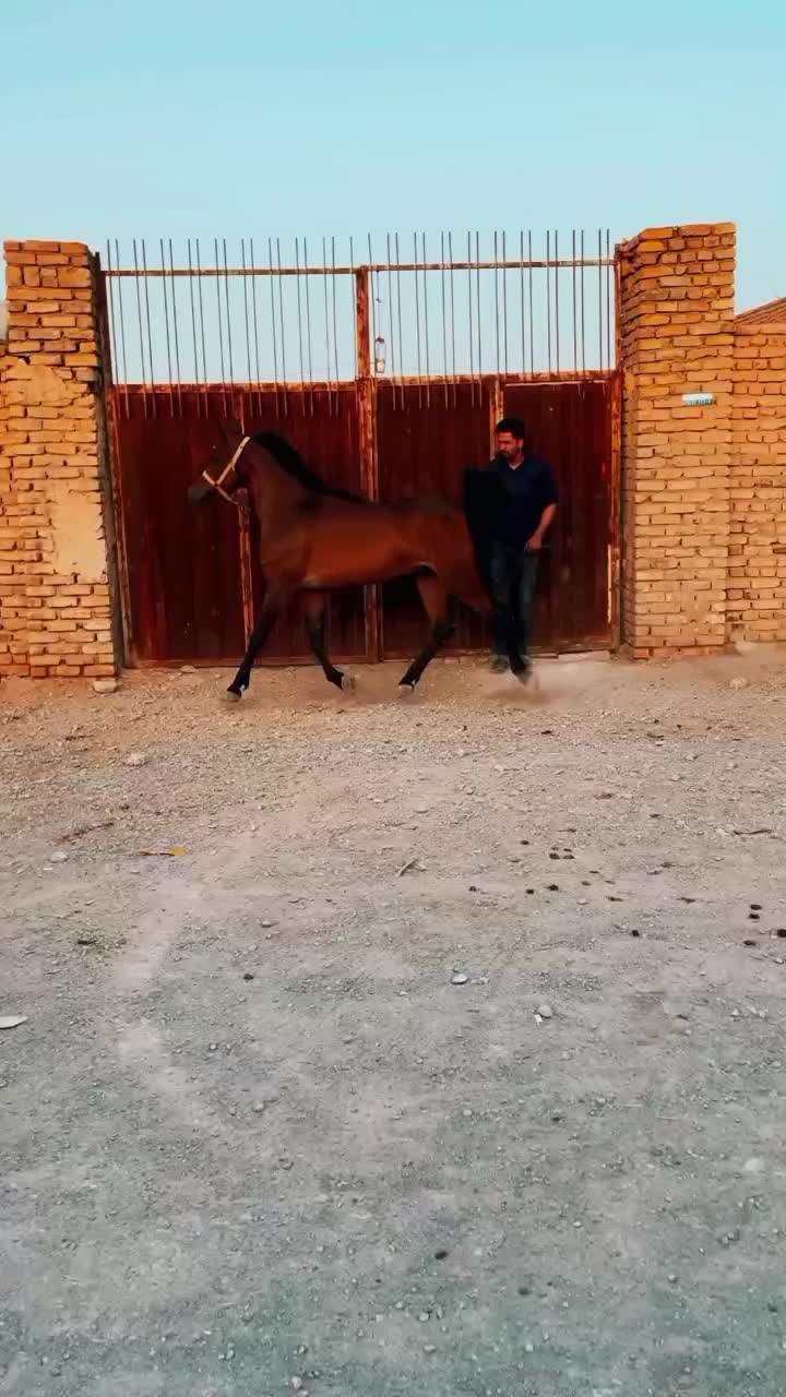 اسب‌|اسب و تجهیزات اسب‌سواری|اردکان, |دیوار