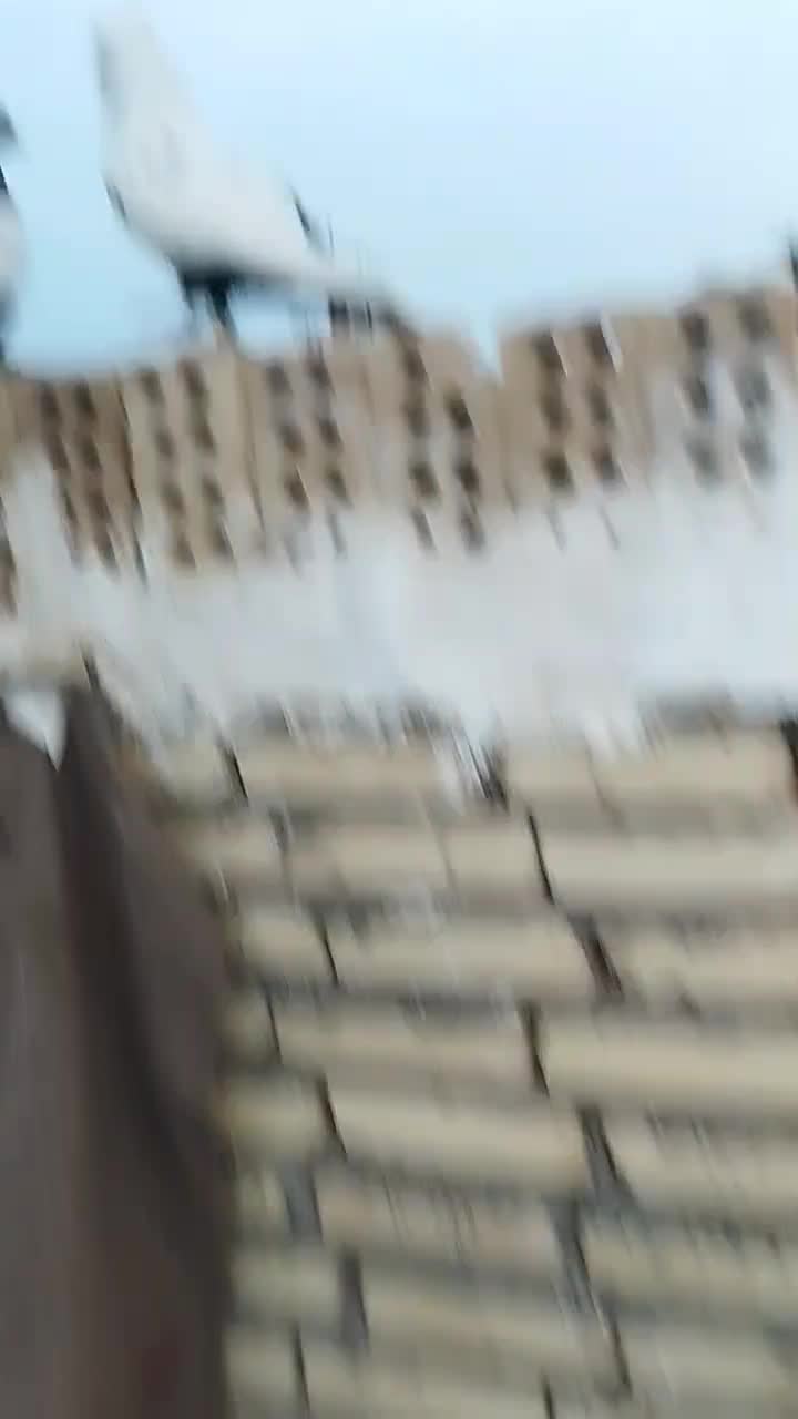 دوم سیاه|پرنده|قم, انسجام|دیوار