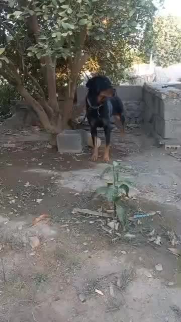 سگ روتوایلر|سگ|بندرعباس, |دیوار