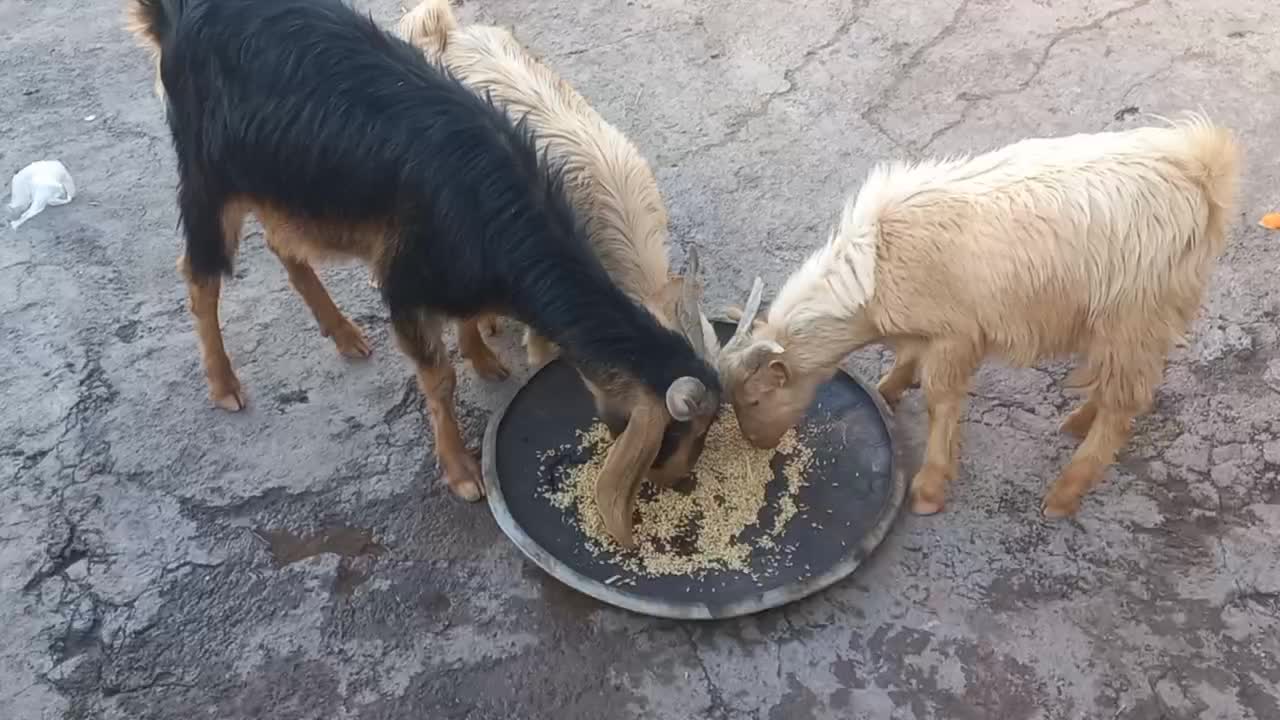 بز دقلو بادوراس کهره وآبستن فروشی|حیوانات مزرعه|پاتاوه, |دیوار