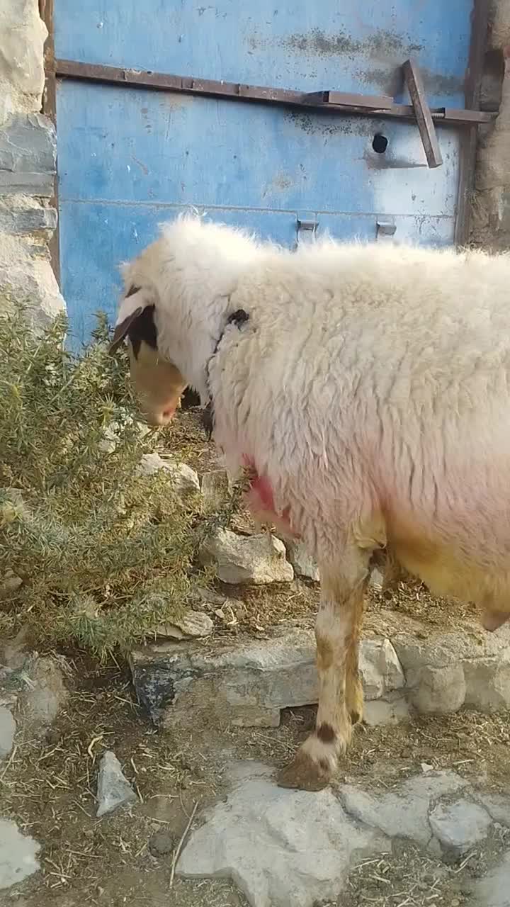 قوچ سنجابی|حیوانات مزرعه|شیروان (لرستان), |دیوار