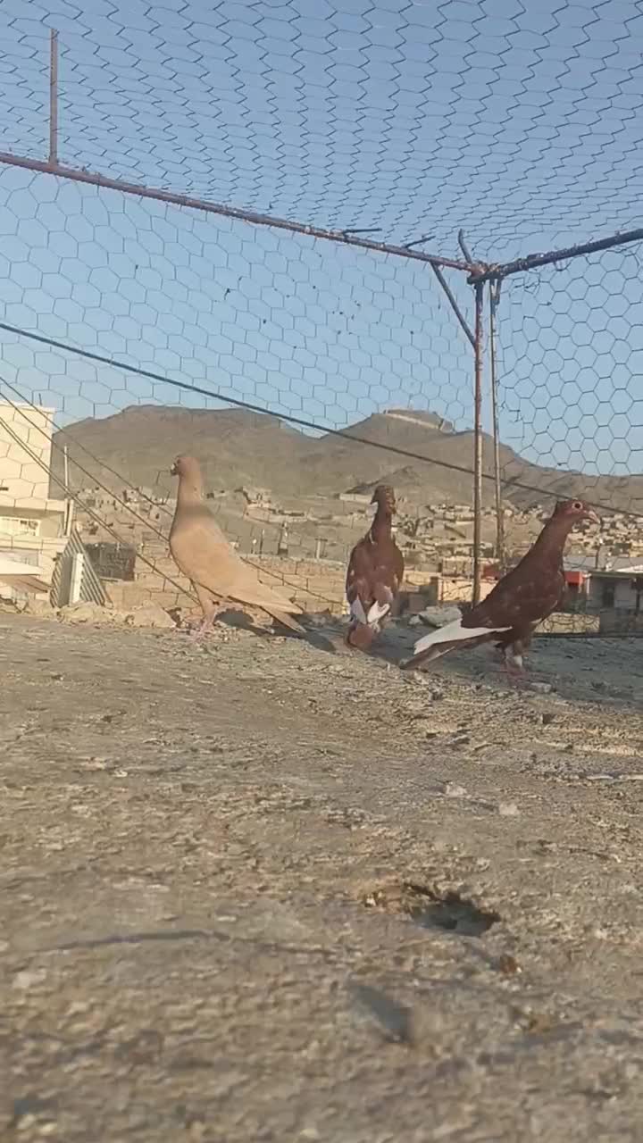 جوجه میناسرخ کاکل|پرنده|زاهدان, |دیوار